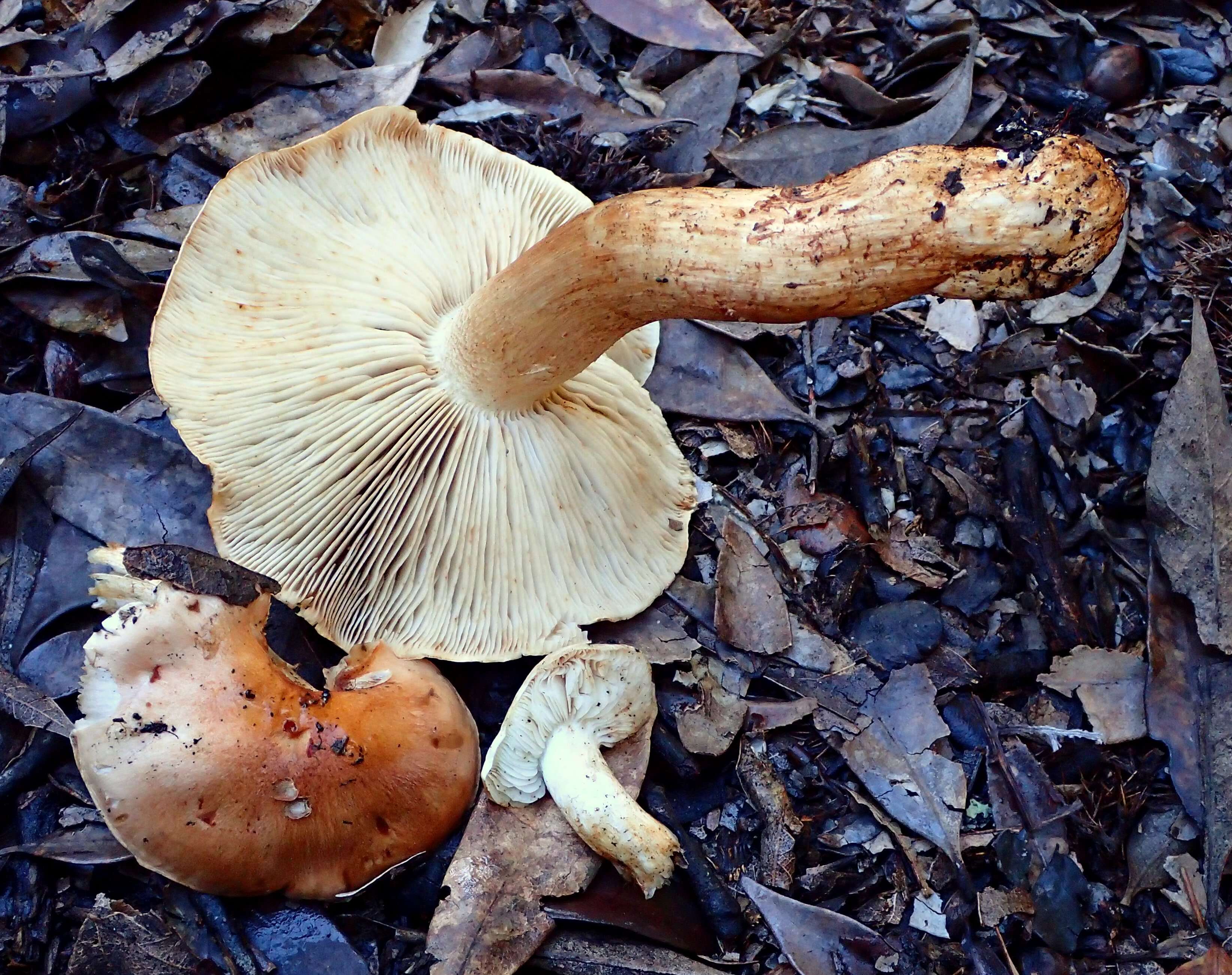 Image of Tricholoma manzanitae T. J. Baroni & Ovrebo 1983