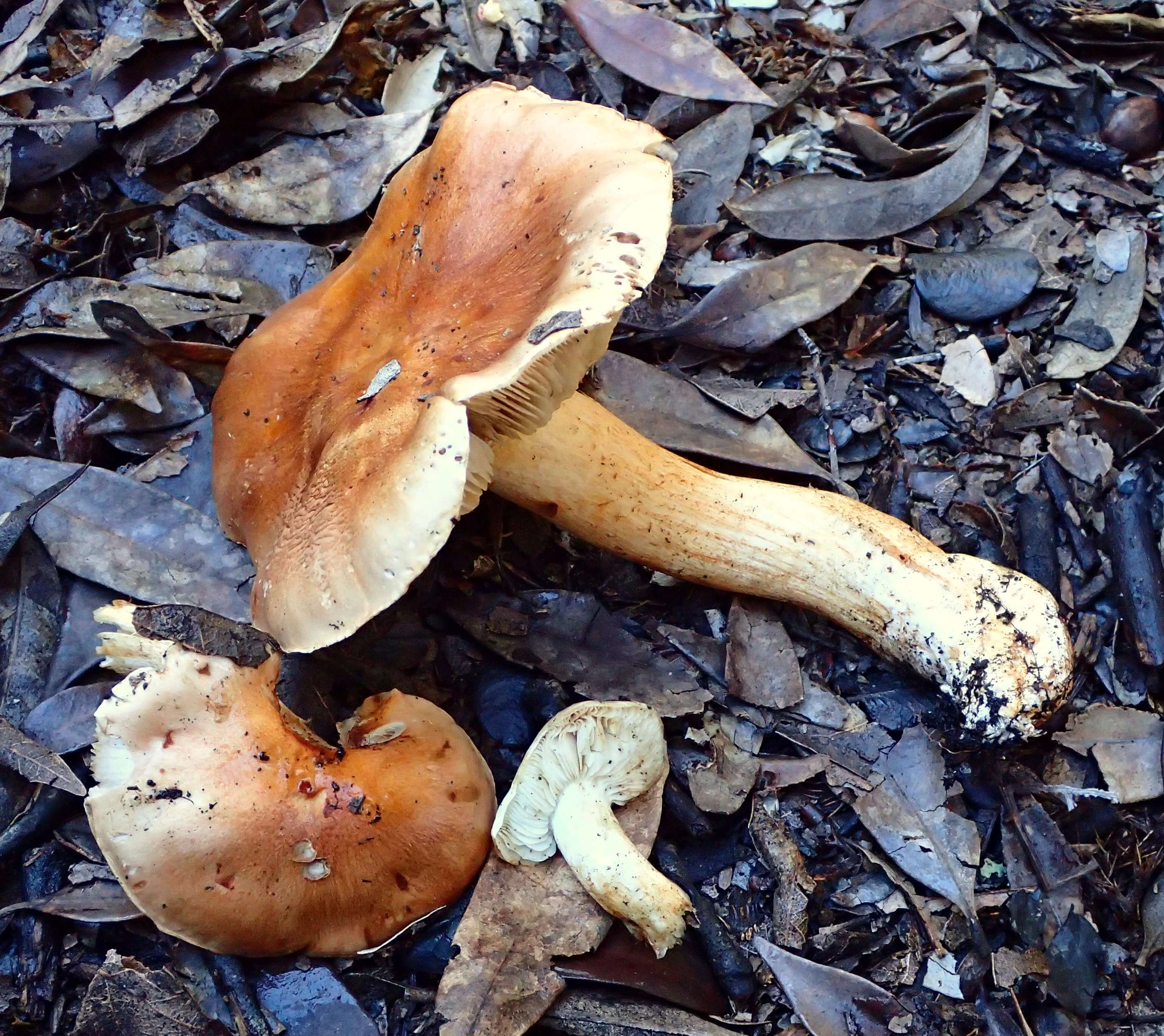 Image of Tricholoma manzanitae T. J. Baroni & Ovrebo 1983