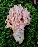 Image of Cauliflower coral