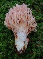 Image of Cauliflower coral