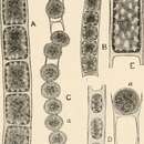 Image of Microspora Thuret 1850