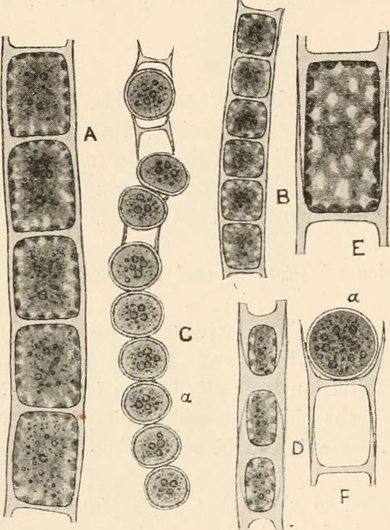 Image of Microspora Thuret 1850