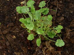 Image of roundleaf alumroot