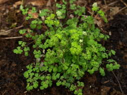 Image of Fendler's meadow-rue