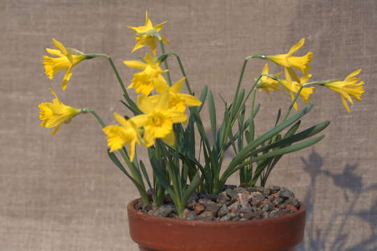 Image of Narcissus minor L.