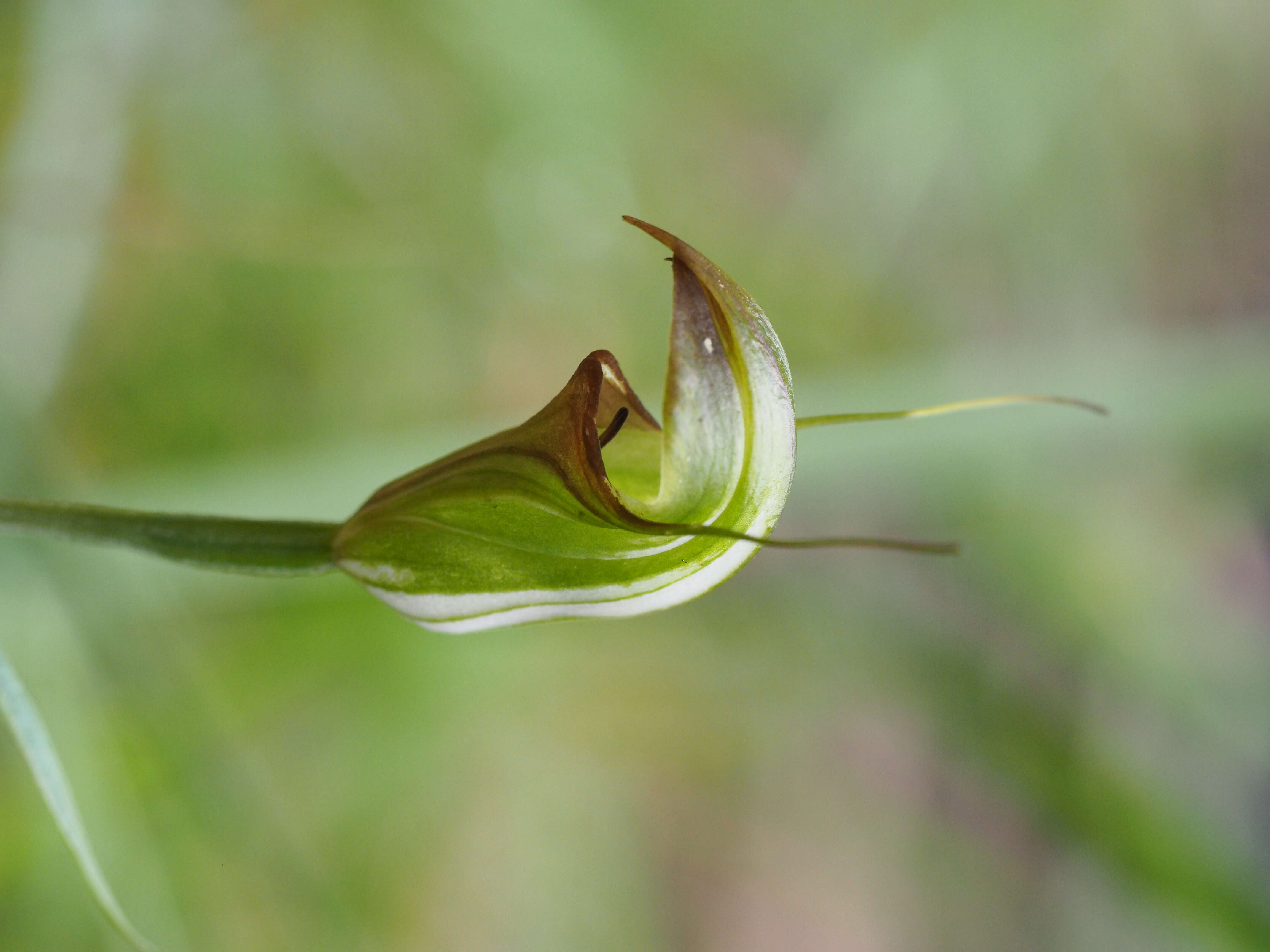 Image of Collared greenhood