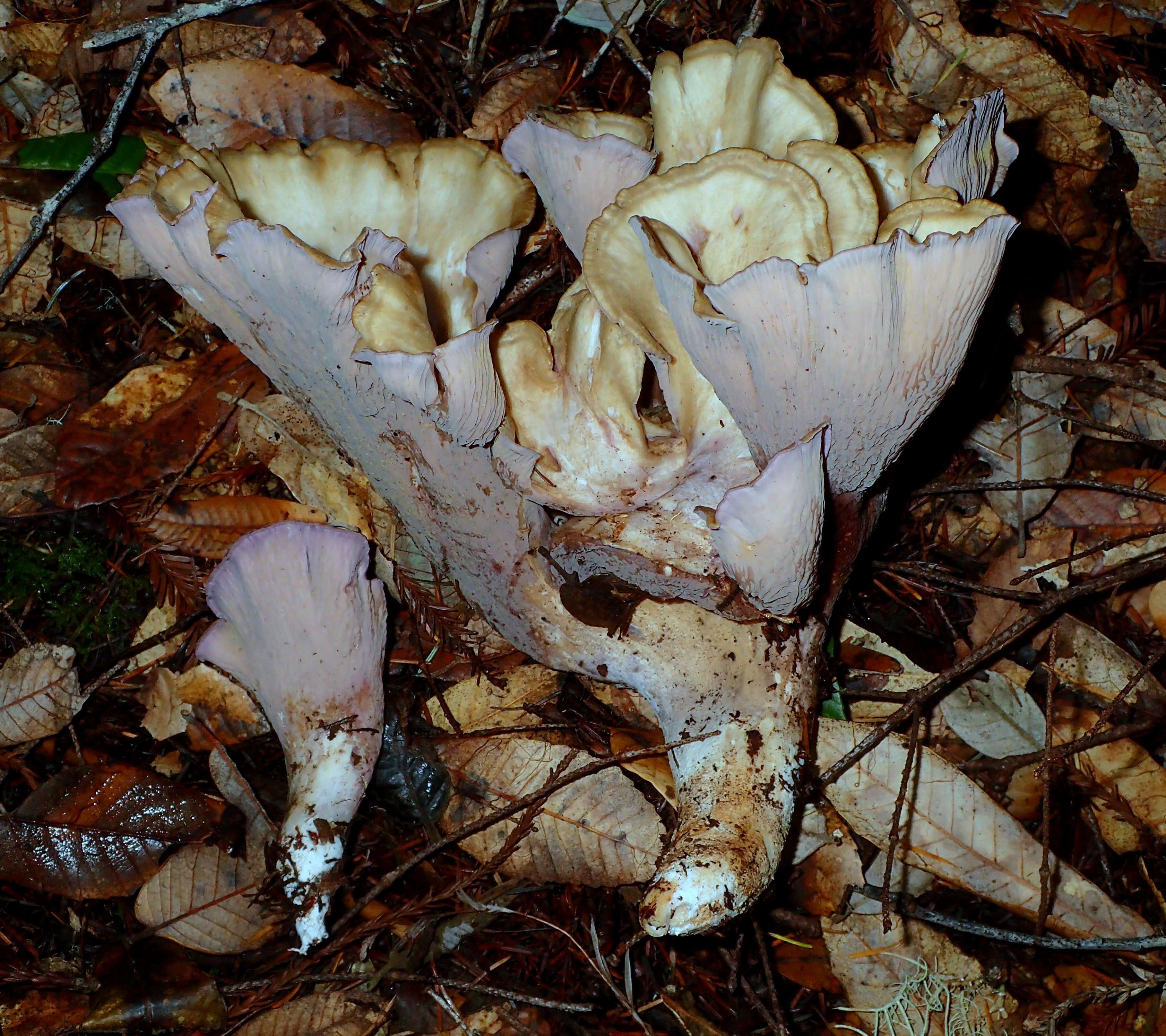 Image of Pig’s ear