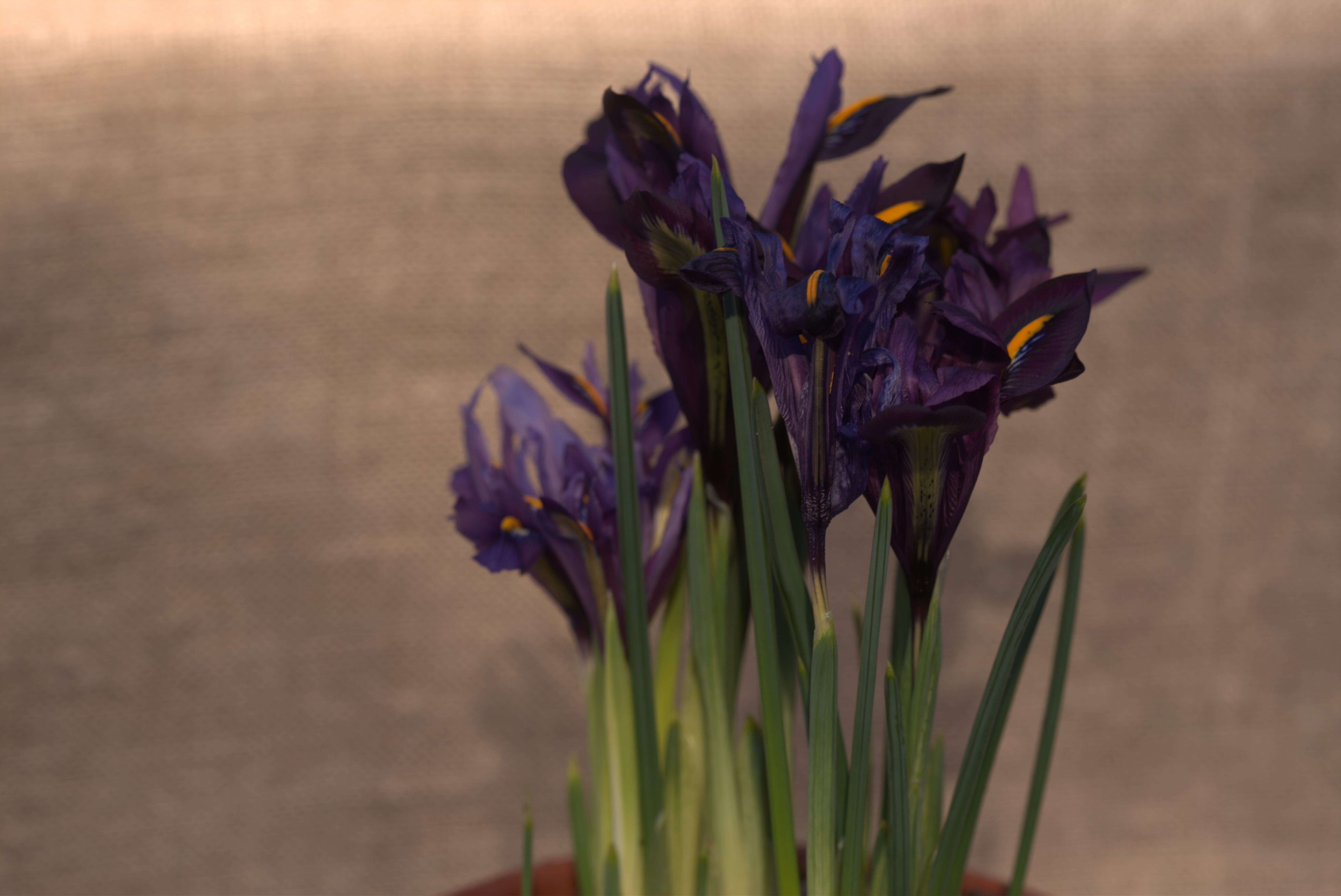 Image of Iris reticulata M. Bieb.