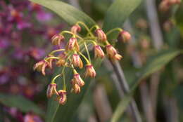 Слика од Dendrobium gracilicaule F. Muell.