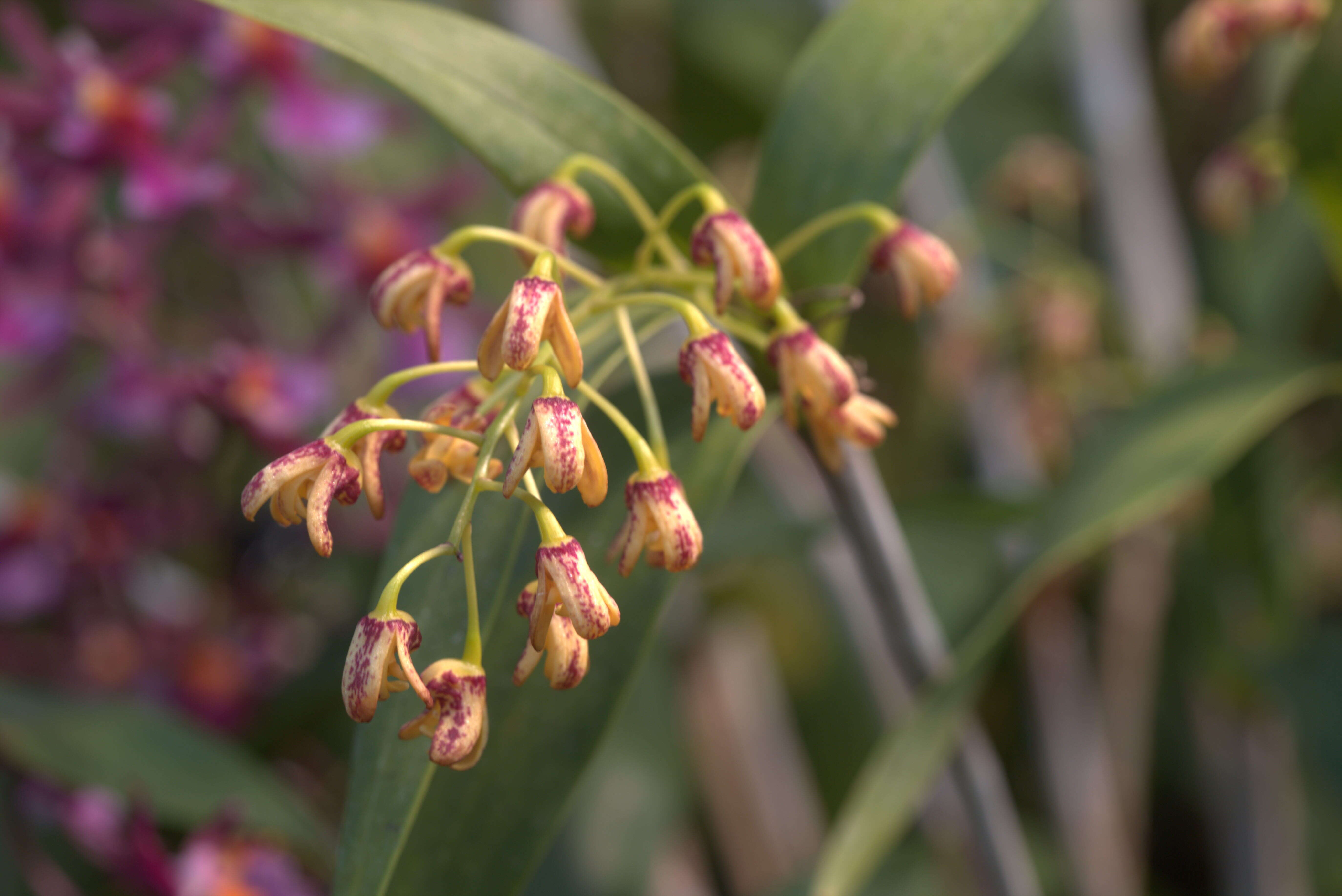 Слика од Dendrobium gracilicaule F. Muell.