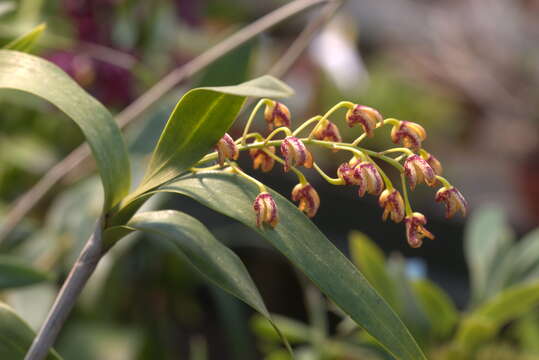 Слика од Dendrobium gracilicaule F. Muell.