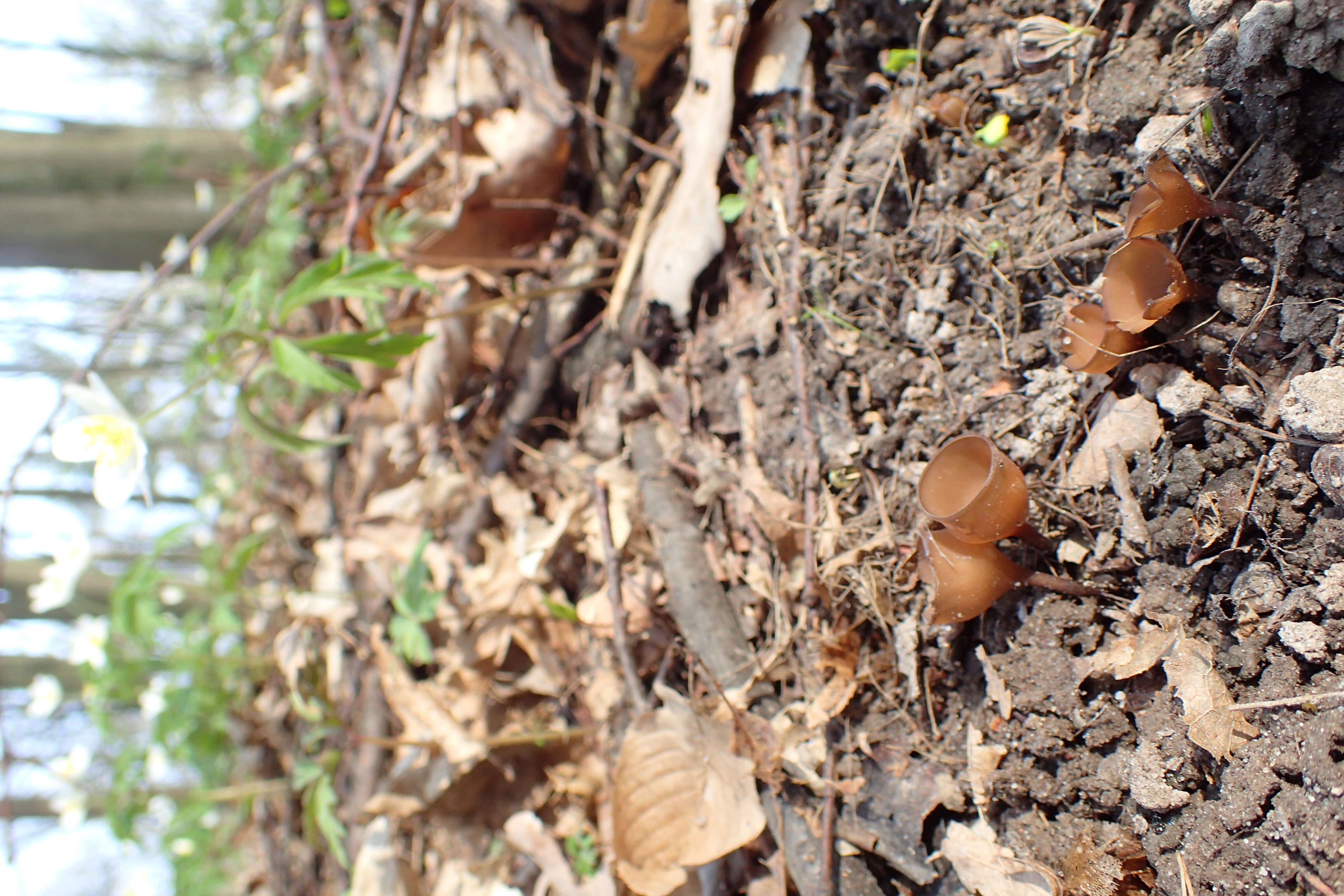 Image of Dumontinia tuberosa (Bull.) L. M. Kohn 1979