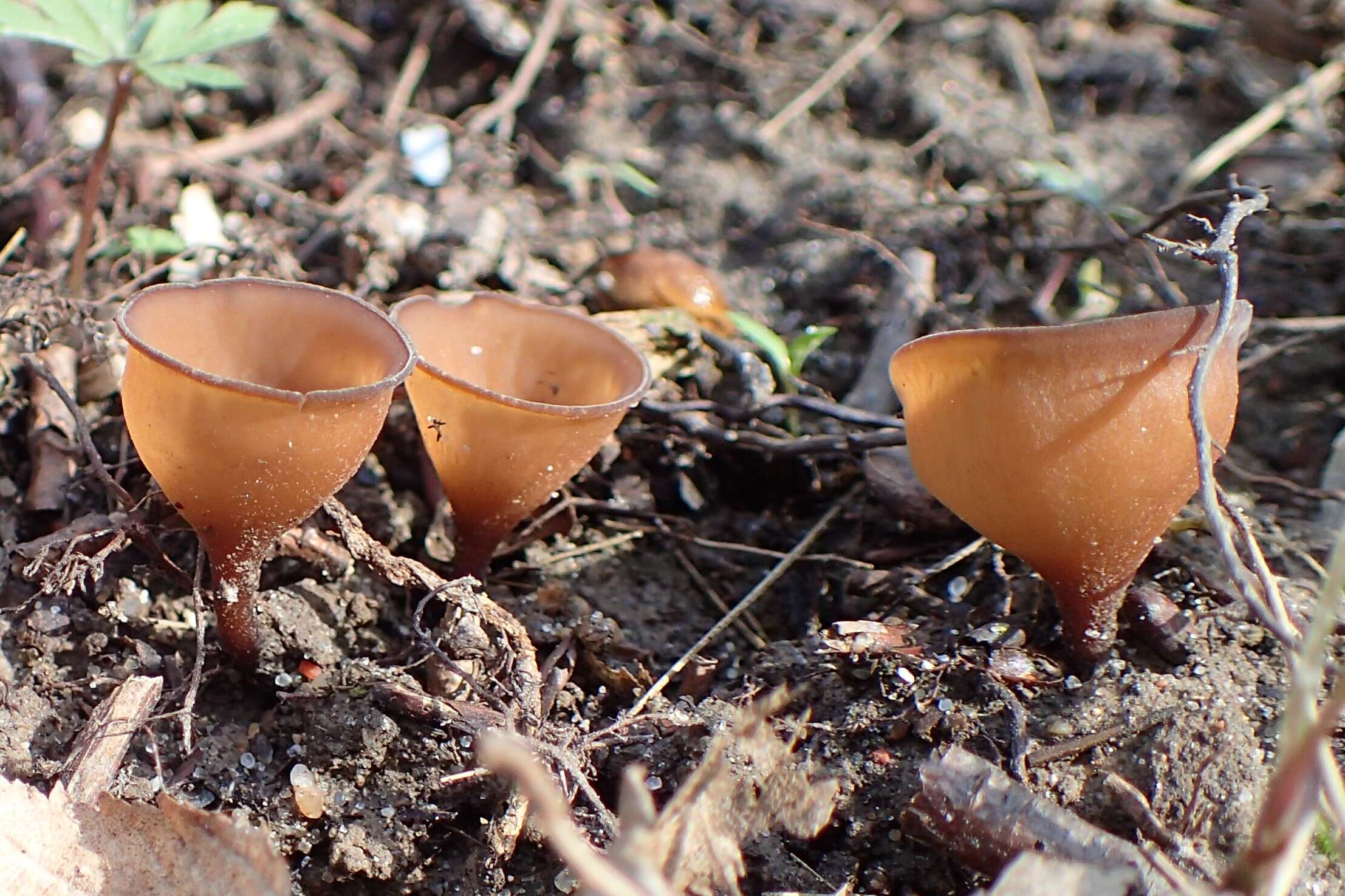 Image of Dumontinia tuberosa (Bull.) L. M. Kohn 1979