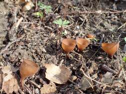 Plancia ëd Dumontinia tuberosa (Bull.) L. M. Kohn 1979