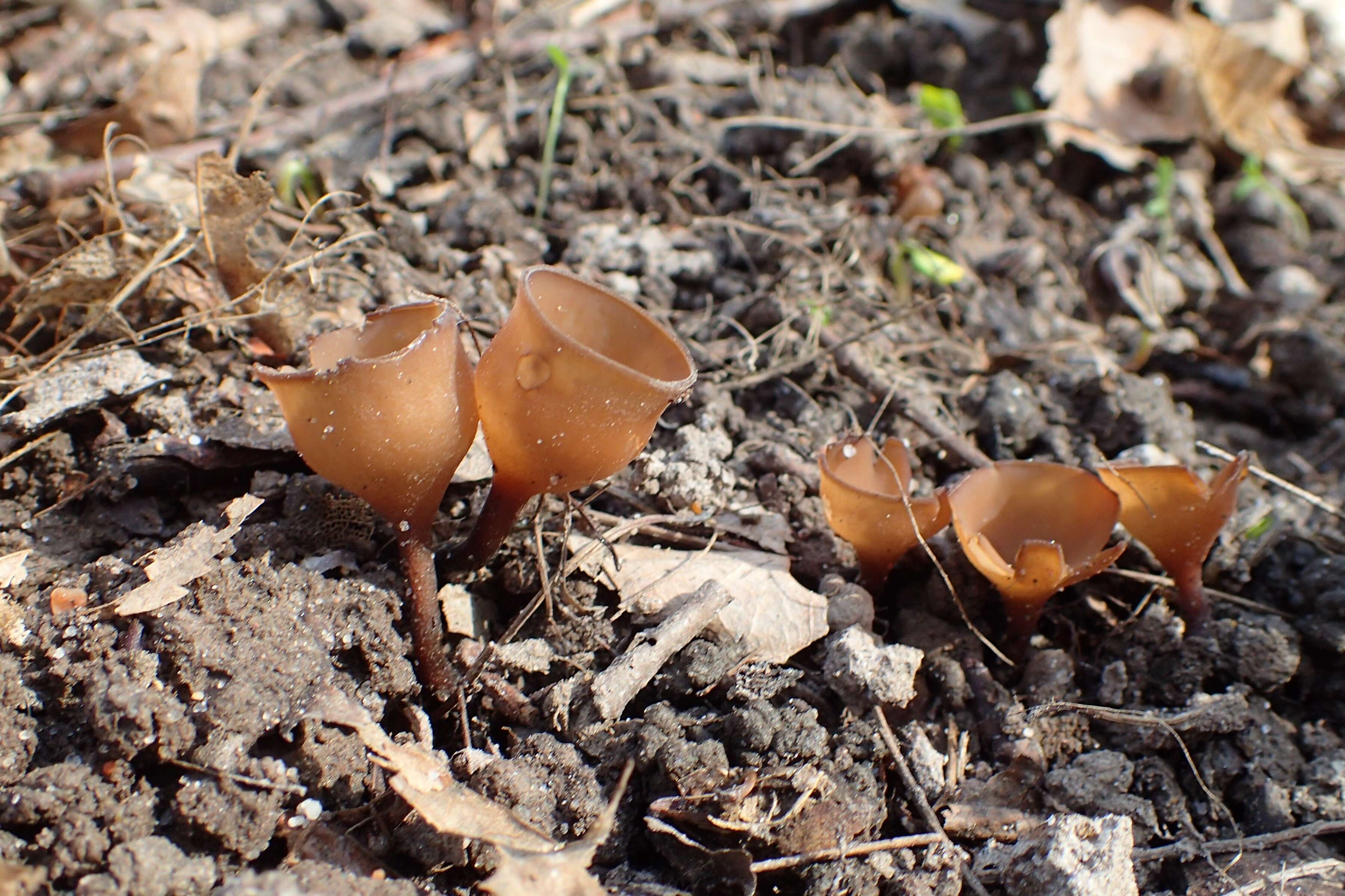 Image of Dumontinia tuberosa (Bull.) L. M. Kohn 1979