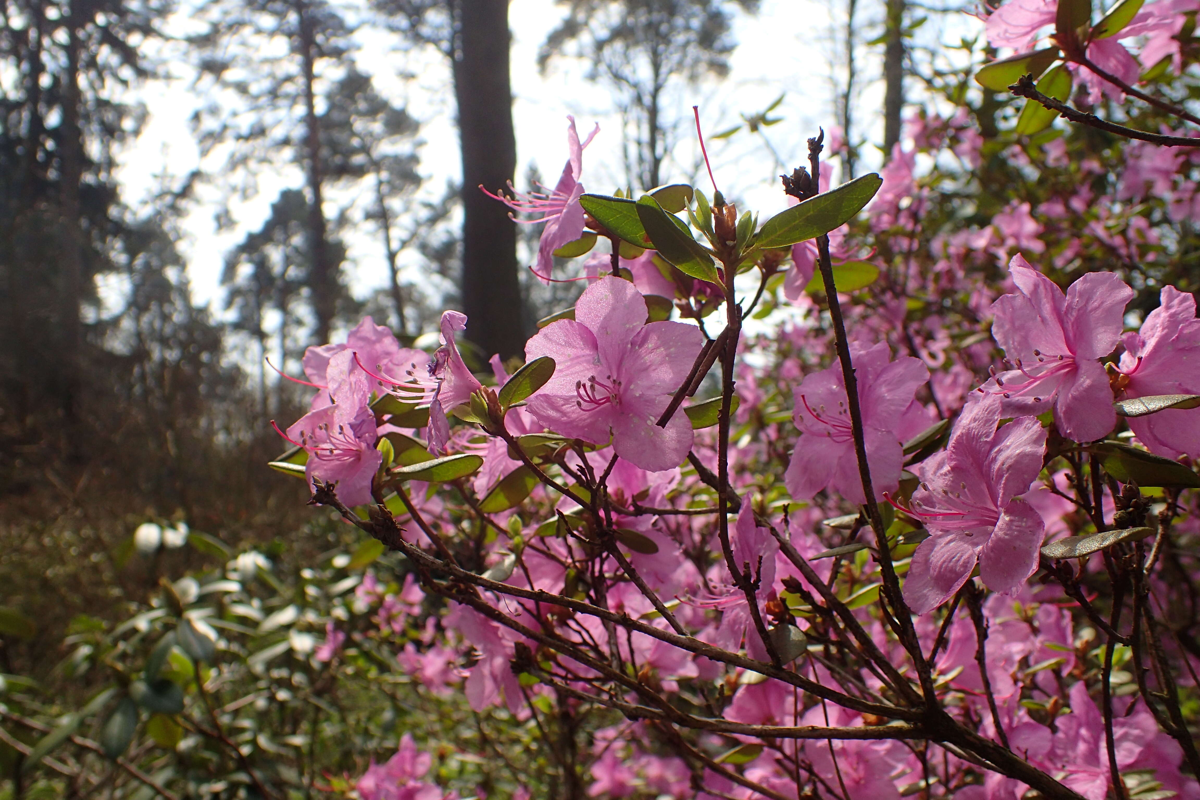 صورة Rhododendron dauricum L.