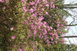 صورة Rhododendron dauricum L.