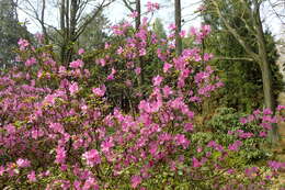 صورة Rhododendron dauricum L.