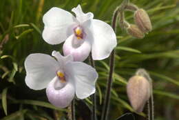 Image de Paphiopedilum delenatii Guillaumin