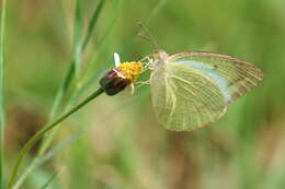 Image of Catopsilia pyranthe (Linnaeus 1758)