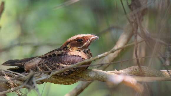 Image of Jerdon's Nightjar