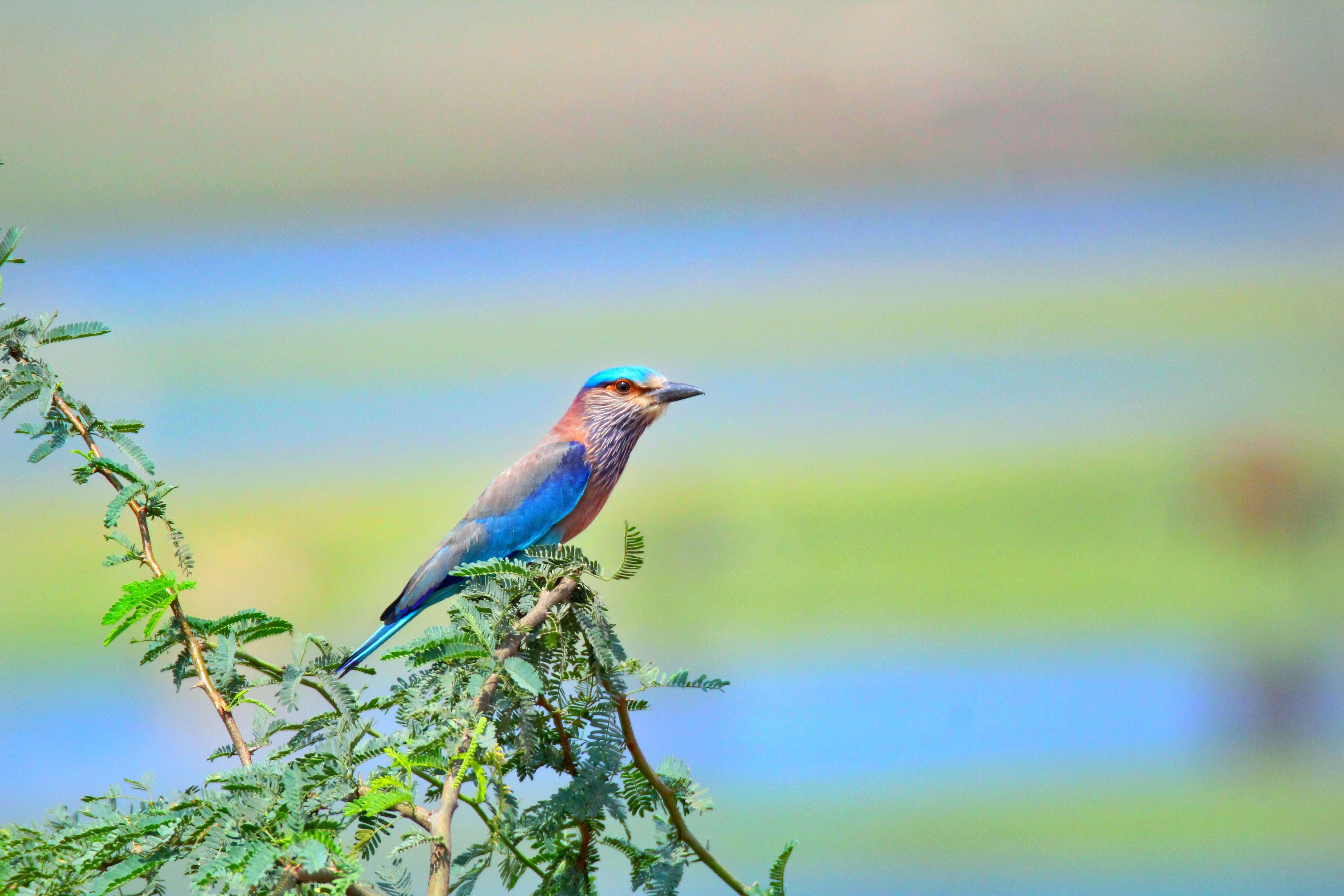 Image of Indian Roller