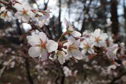 Prunus incisa C. P. Thunb. ex A. Murray resmi