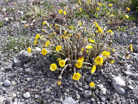 Image of coltsfoot