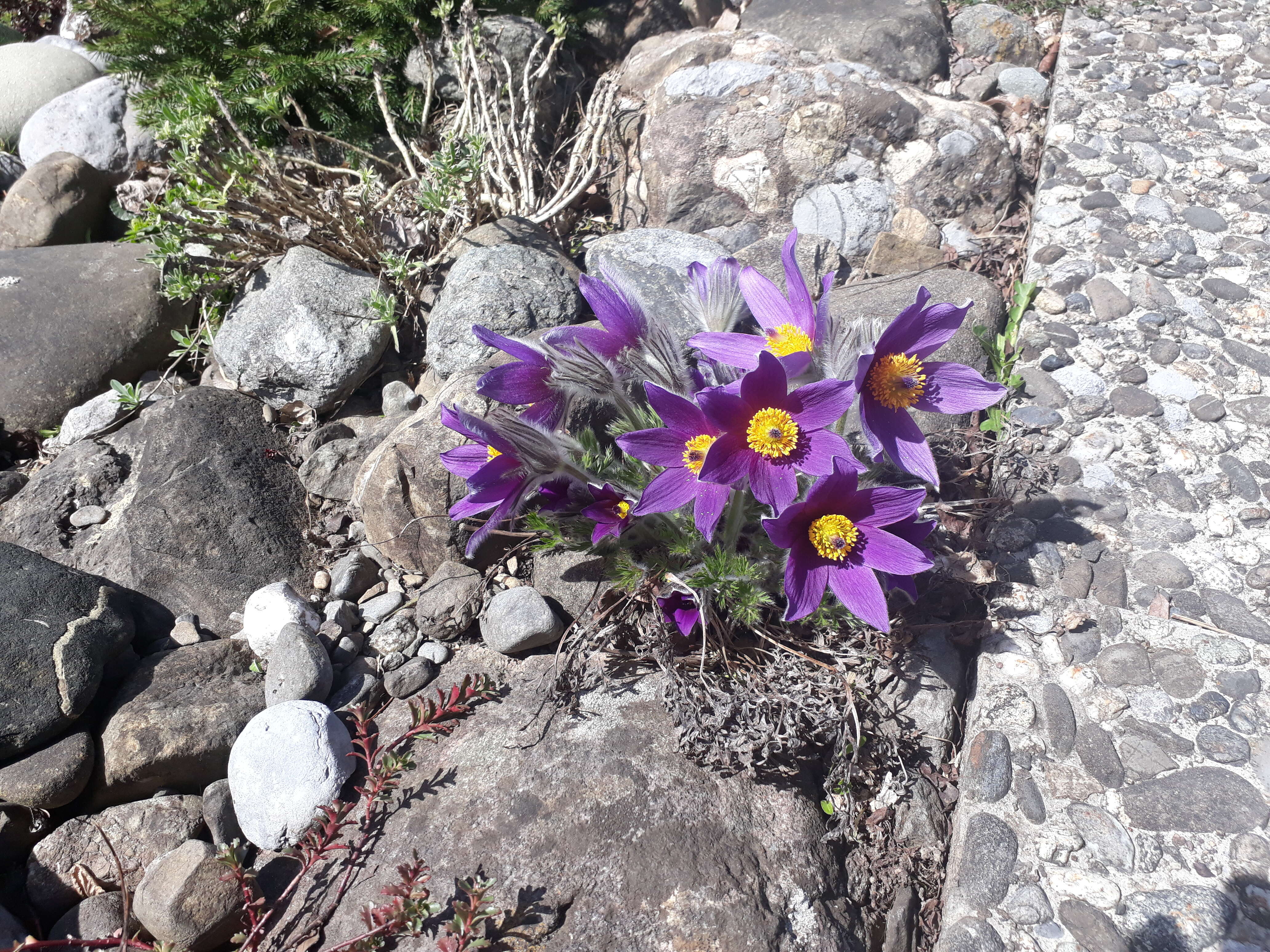 Image of European pasqueflower