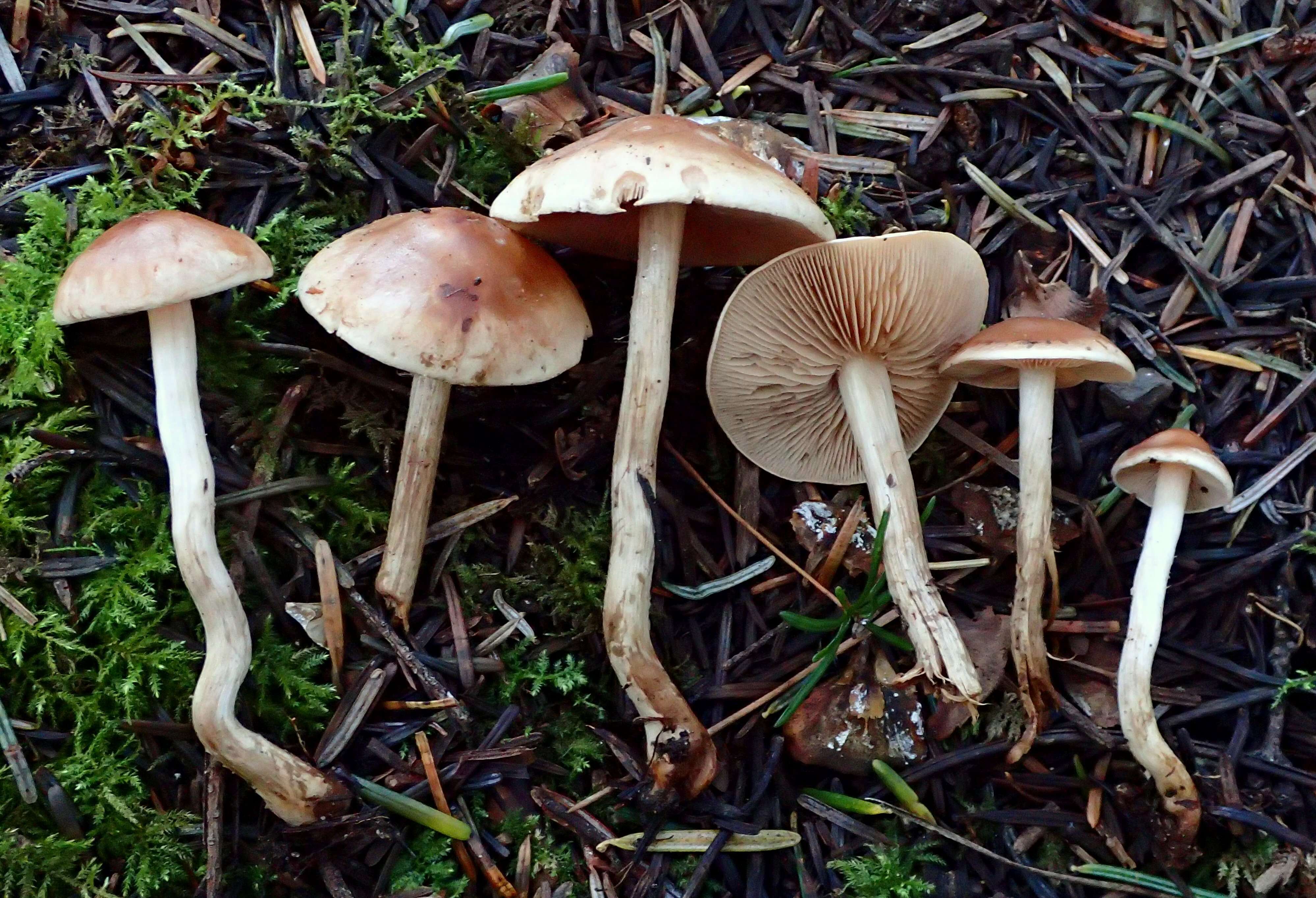 Image of veiled fairy cake