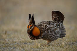 Image of Greater Prairie Chicken