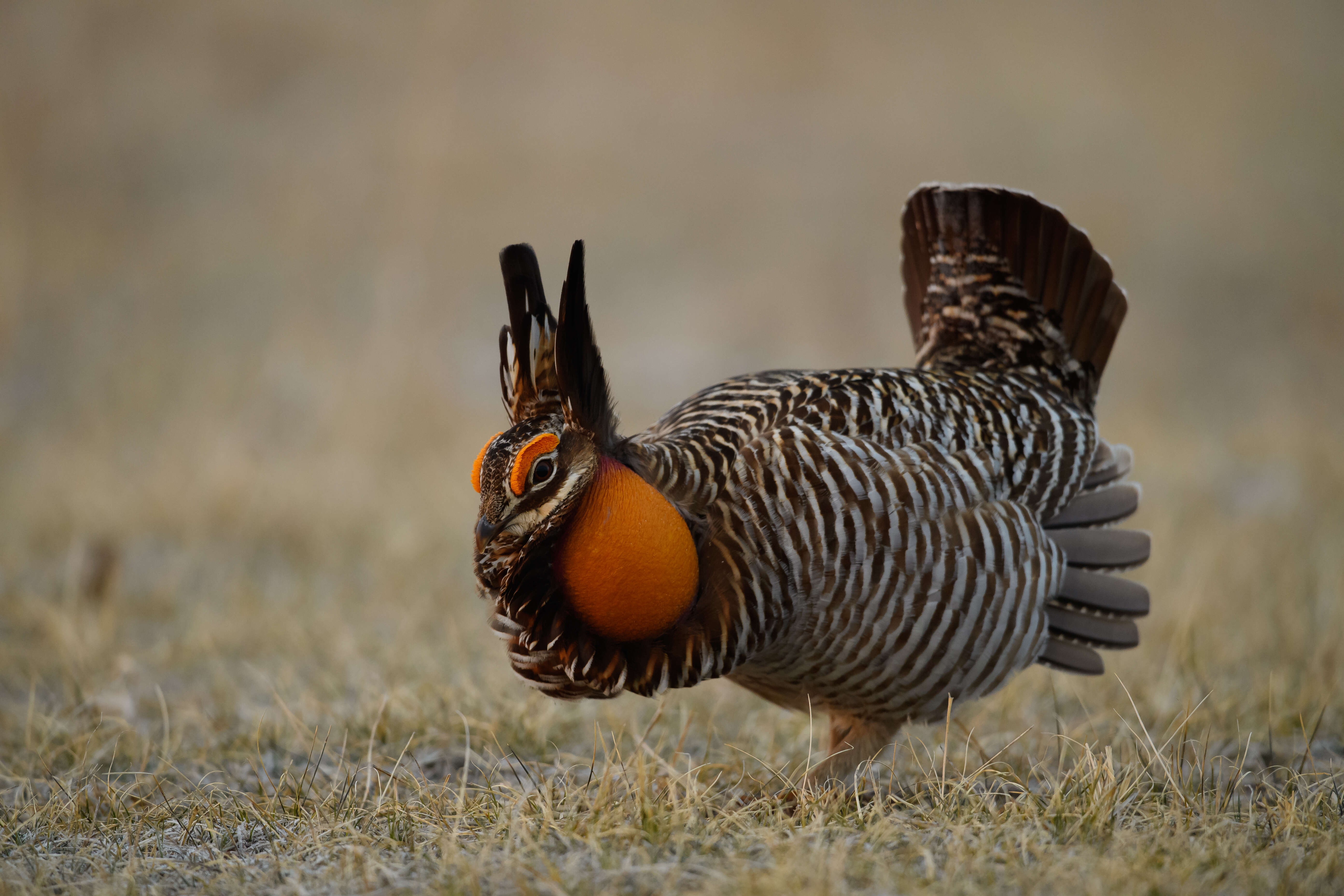 Image of Greater Prairie Chicken