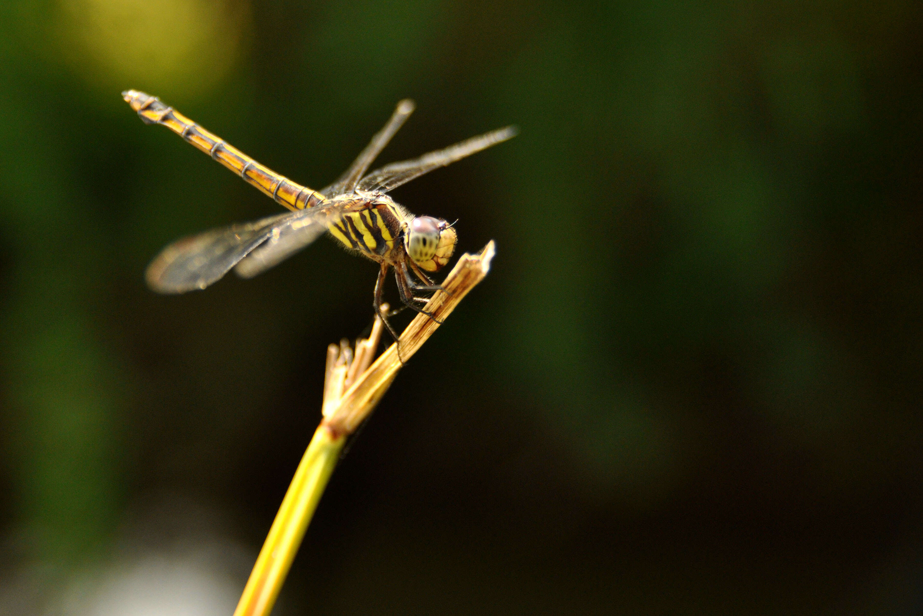 Image of Blue Chaser