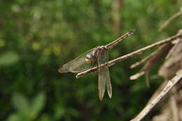 Image of Blue Chaser