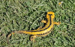 Image of Common Fire Salamander