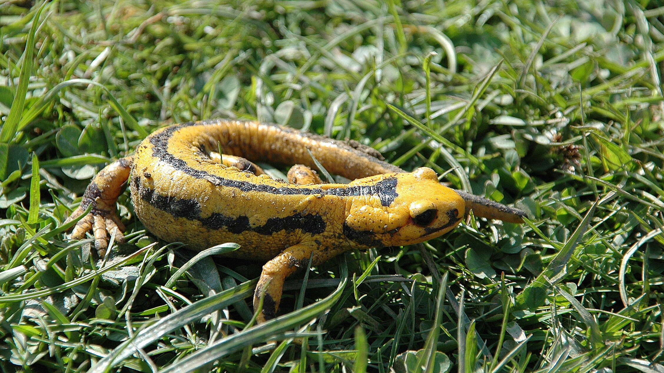 Image of Common Fire Salamander