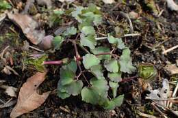 Image of Thalictrum aquilegiifolium