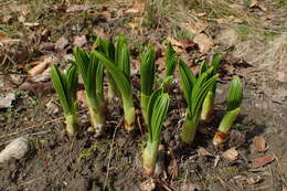 Image of black false hellebore