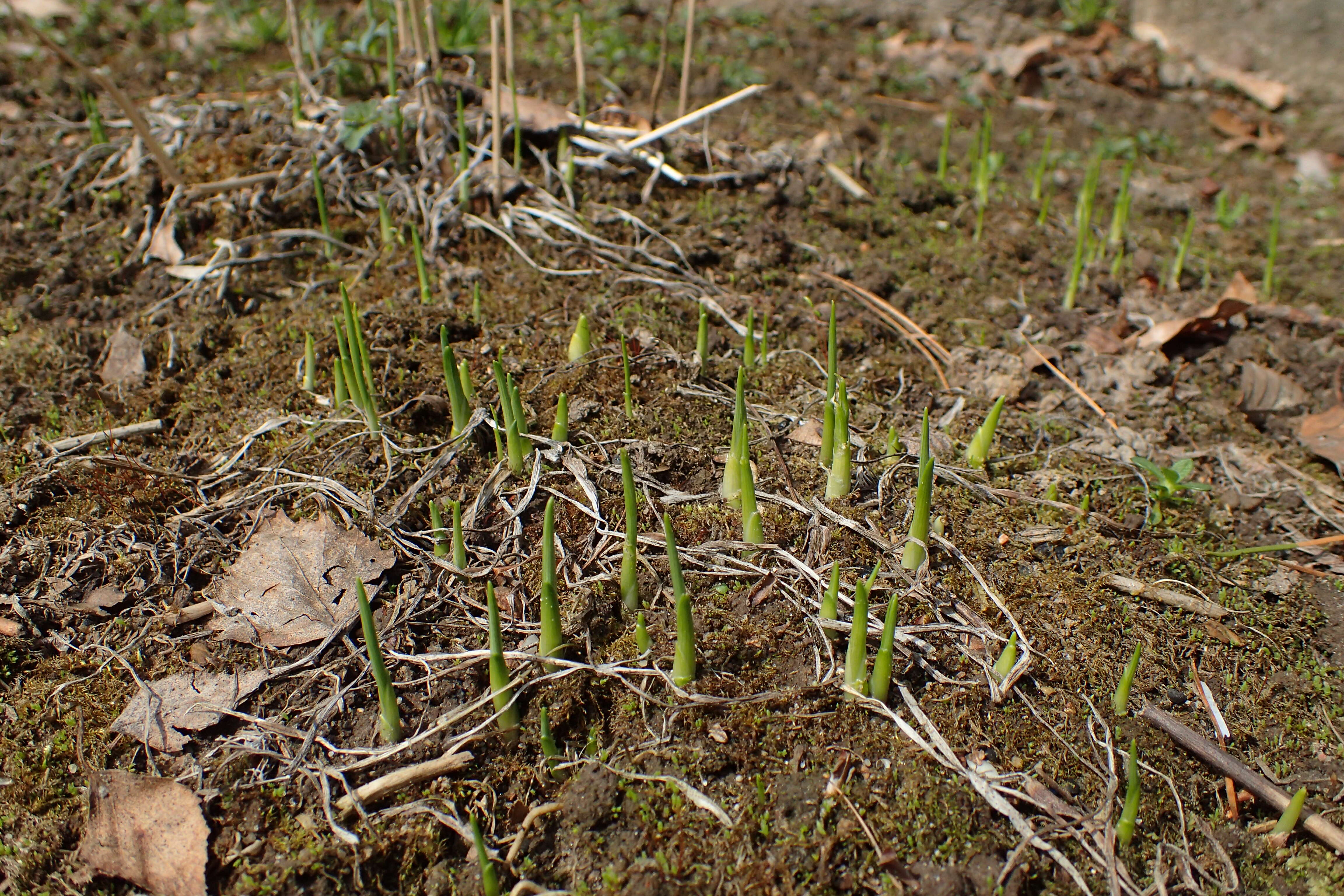 Image of Branched St Bernard's lily