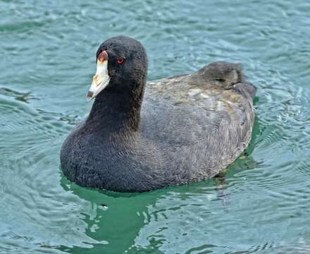 Image of Fulica Linnaeus 1758