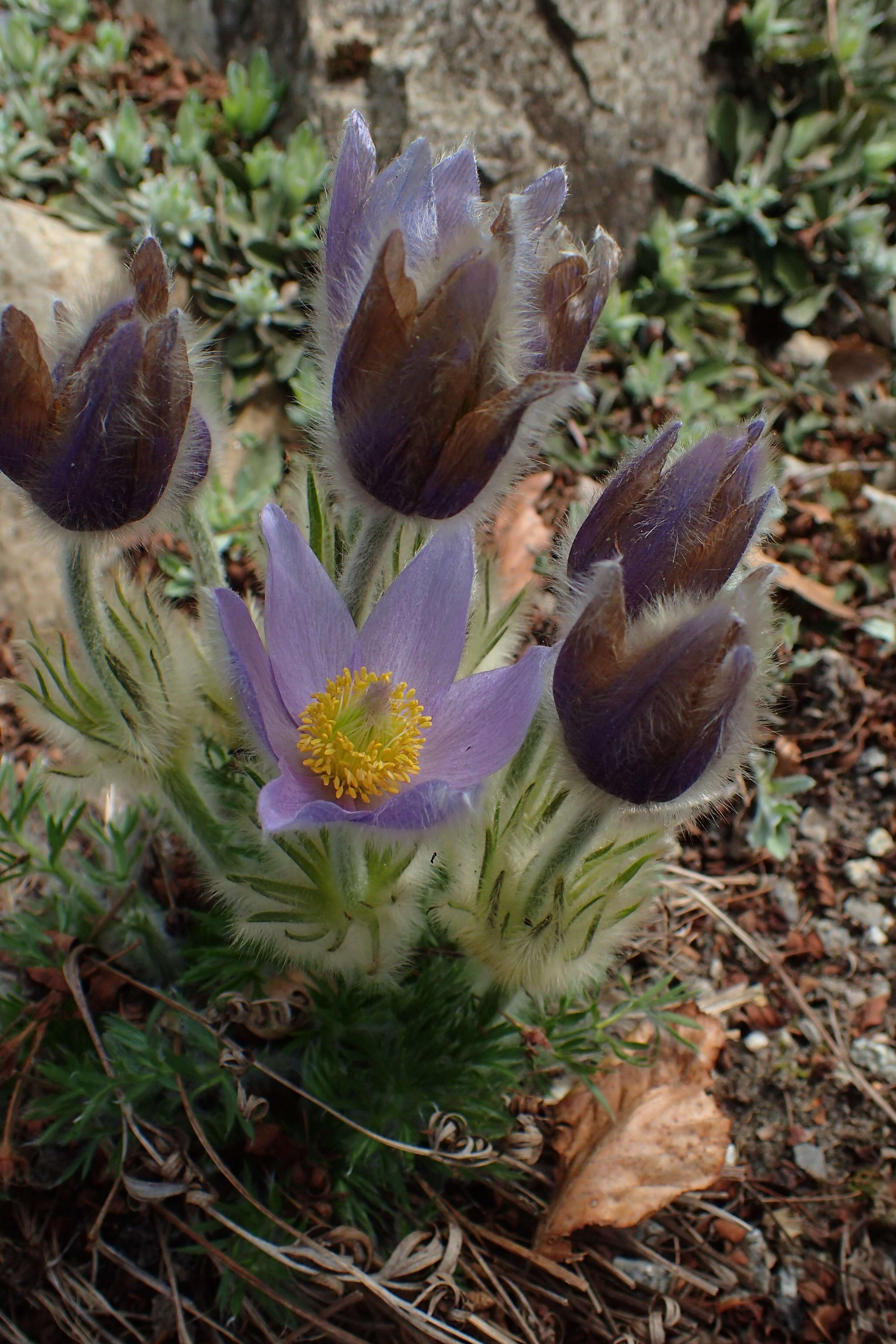 Image of Greater Pasque Flower