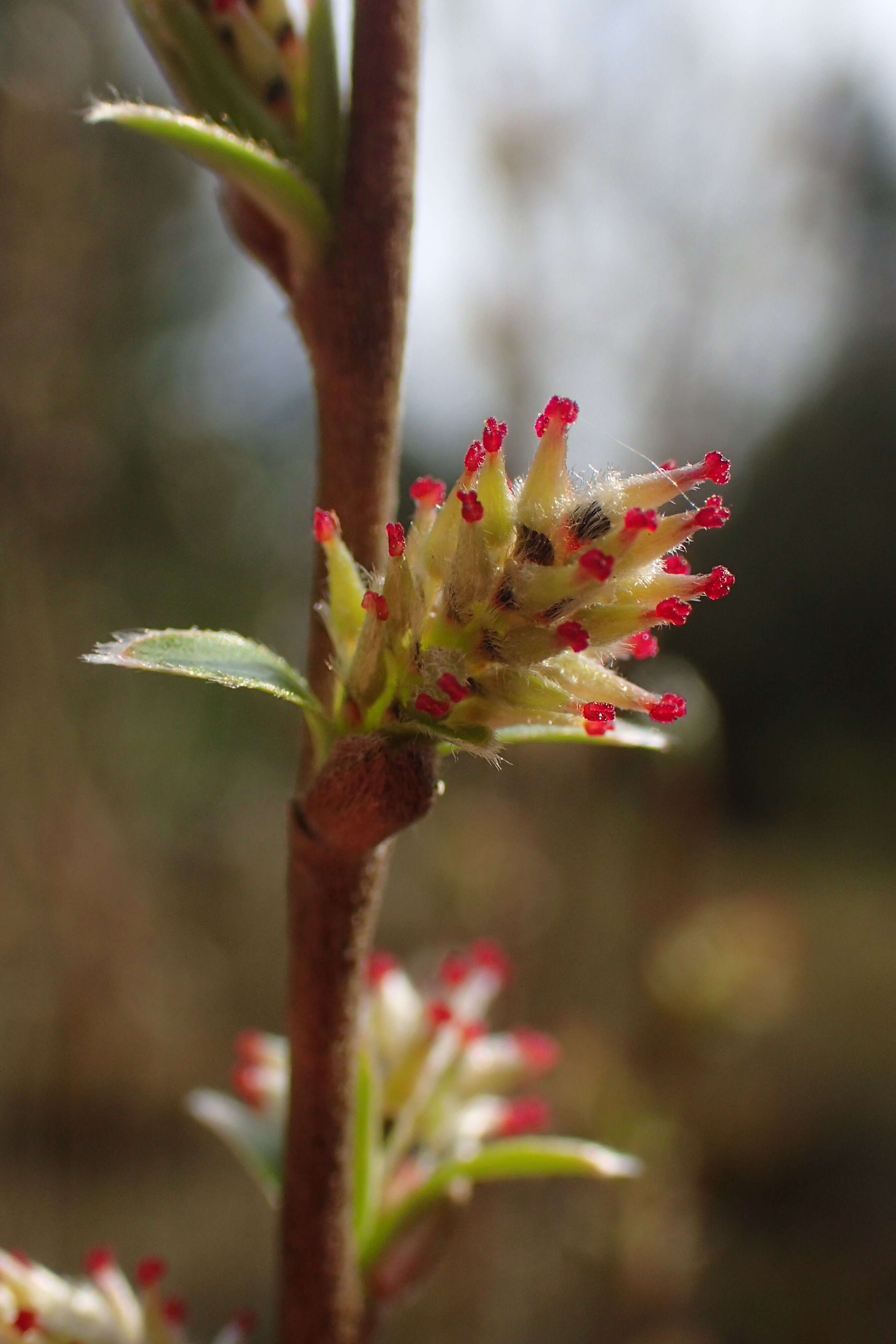 Image of Salix myrtilloides L.