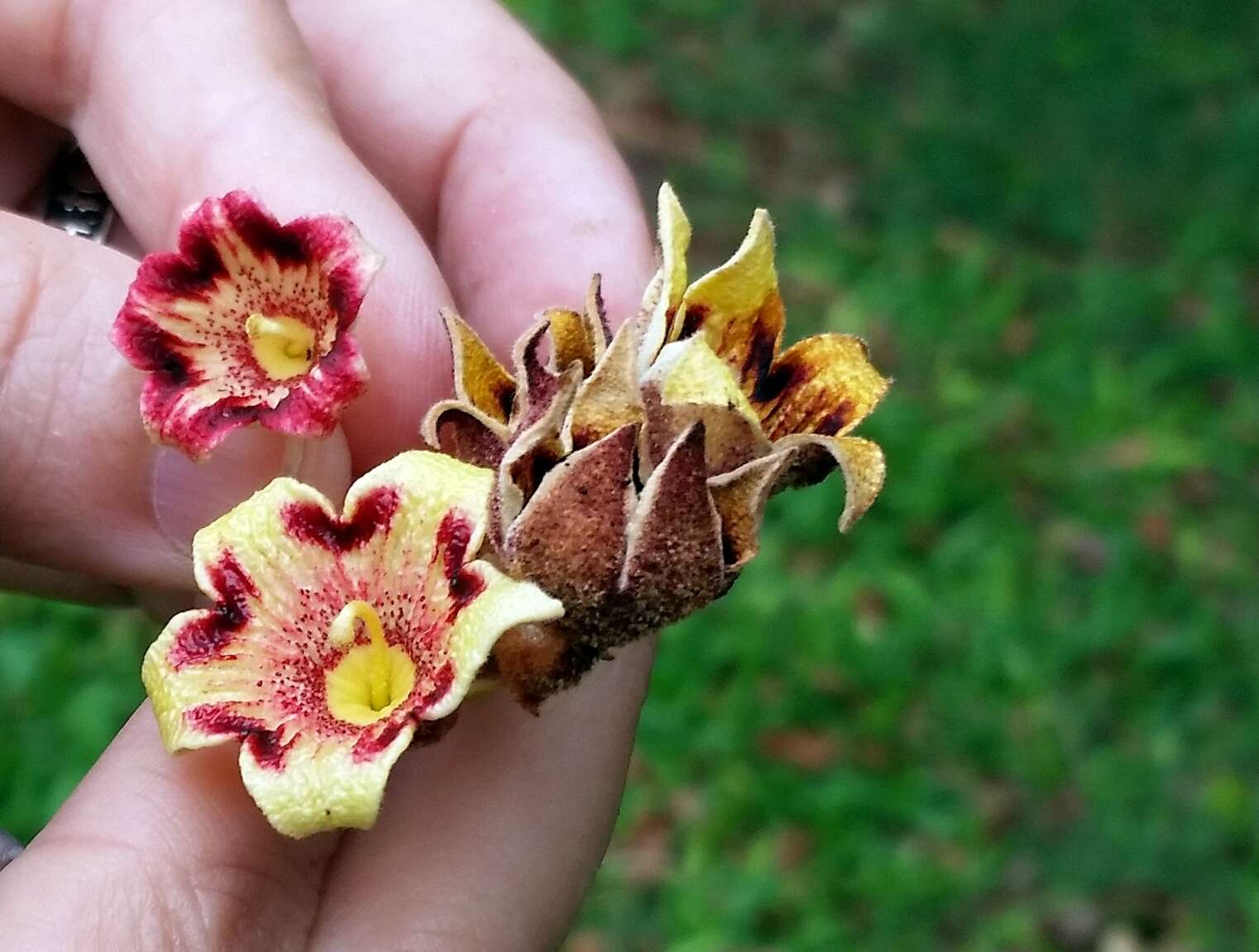 Слика од Sterculia apetala (Jacq.) Karst.