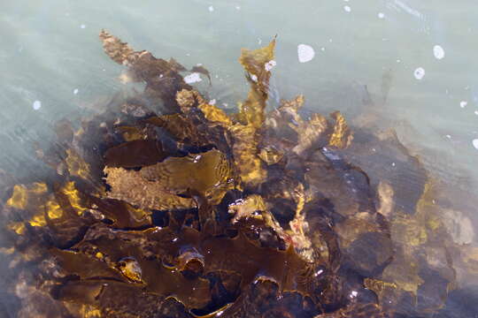 Image of Leathery yellow brown kelp