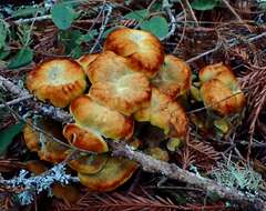 Image of dyer's polypore