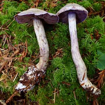 Image of light violet cortinarius