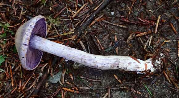 Image of light violet cortinarius