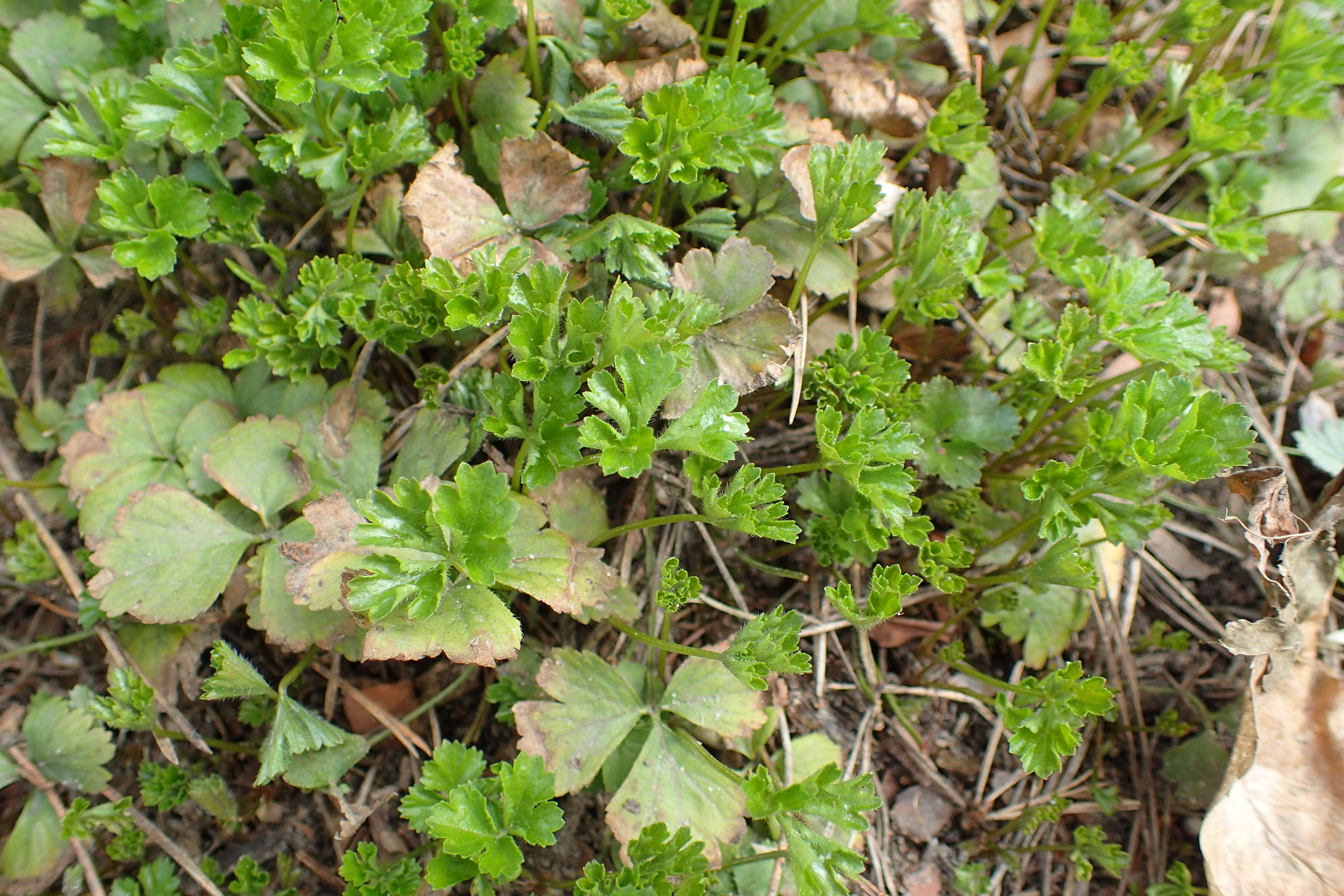 Image of Appalachian barren strawberry