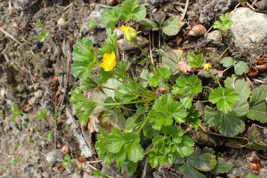 Image of Appalachian barren strawberry