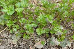 Image of Appalachian barren strawberry